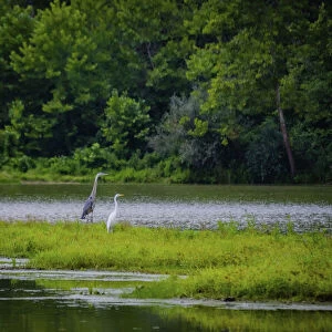 Cranes, Whitewater Memorial State Park, Indiana, USA