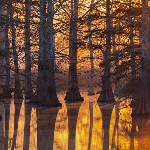 Cypress trees at sunset in fall Horseshoe Lake State Fish & Wildlife Area