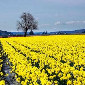 Daffodils fields in bloom