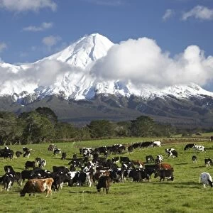 Dairy Cows and Farmland near Stratford and Mt Taranaki / Mt Egmont, Taranaki, North Island