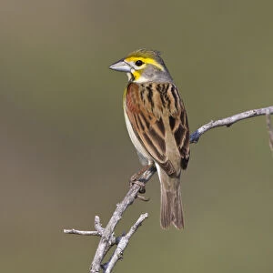 Dickcissel (Spiza americana) male perched during spring migration, Texas