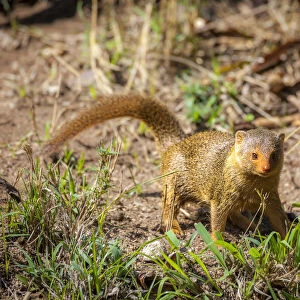 A dwarf mongoose, like other mustelids, is curious