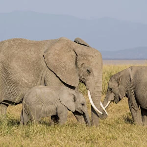 East Africa, Kenya, Amboseli National Park, elephant (Loxodanta africana)
