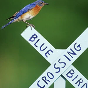 Thrushes Collection: Eastern Bluebird