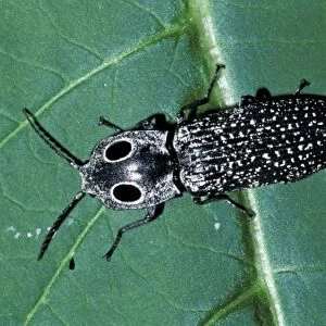Beetles Collection: Eyed Click Beetle