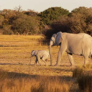 Elephant group with baby fooling around. Camelthorn Lodge. Hwange National Park. Zimbabwe