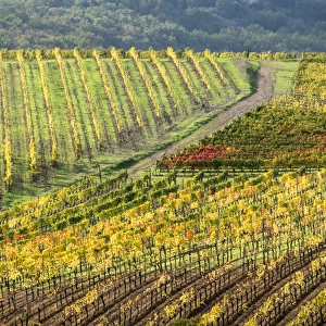 Europe, Italy, Tuscany. Colorful vineyards in autumn in the Val d Orcia region