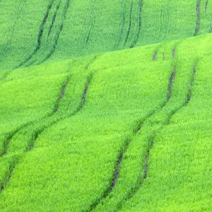 Europe, Italy, Val d Orcia. Rolling green wheat fields