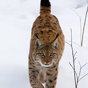 A European lynx, on the move in Bavarian Forest National Park. Germany