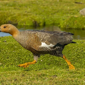 Falkland Islands, Bleaker Island. Female upland goose running