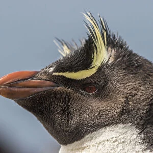 Falkland Islands, Bleaker Island. Rockhopper penguin portrait