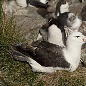 Falkland Islands, West Falkland, West Point Island. Black-browed albatross on nest (wild