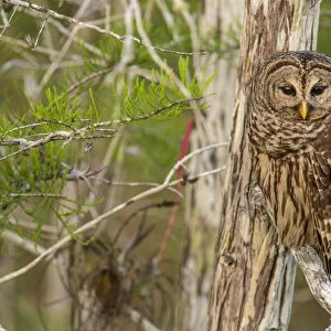 Female barred owl (Strix varia) in Everglades National Park, Florida, USA