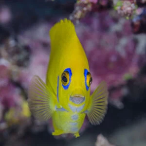 Fiji. Close-up of lemonpeel angelfish. Credit as: Jones & Shimlock / Jaynes Gallery