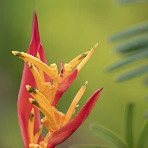 Fiji, Taveuni Island. False Bird Of Paradise Flower (Heliconia psittacorum)