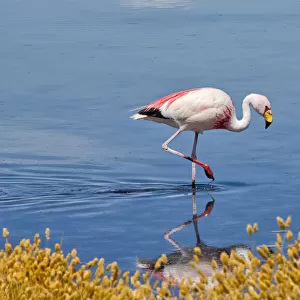 Flamingos in Laguna Canapa, Potosi Department, Bolivia