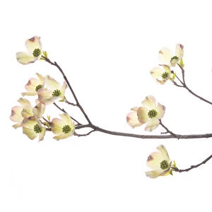 Flowering Dogwood (Cornus florida) branch on white background, Marion Co. IL