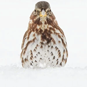 Fox Sparrow foraging in snow