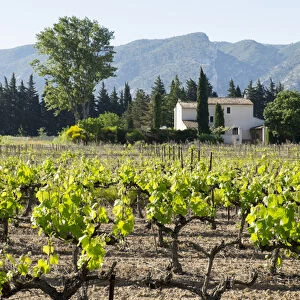 France, St. Remy, Vineyards. Luberon. Editorial Use Only