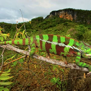 Giant Madagascar or Oustalets Chameleon, male (Furcifer oustaleti)