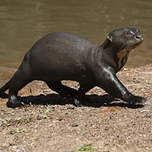 Mustelidae Collection: Giant Otter