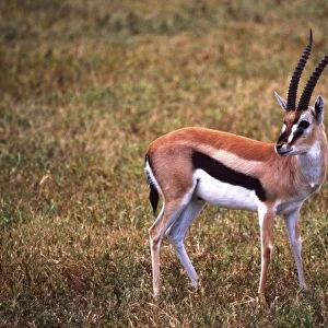Grants Gazelle, Gazella granti, Tanzania Africa