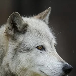 Gray / Grey Wolf, Canis lupus, West Yellowstone, Montana, controlled, (MR)