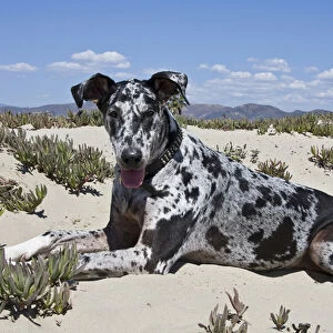 A Great Dane lying in the sand in Ventura California
