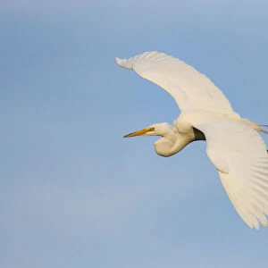 Great Egret (Ardea alba) flying