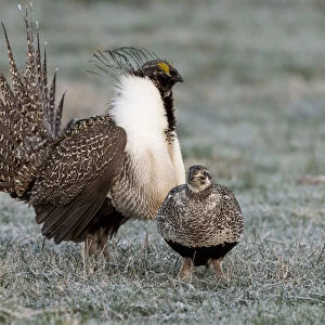 Greater sage grouse male and female at lek, Hennifer, Utah, USA