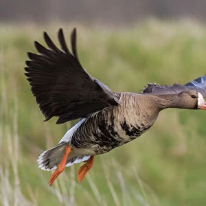 Geese Collection: Greater White Fronted Goose