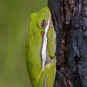 Treefrogs Collection: Barking Treefrog