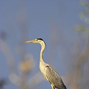 Grey Heron (Ardea cinera) in the Danube Delta, standing on willow tree in colony