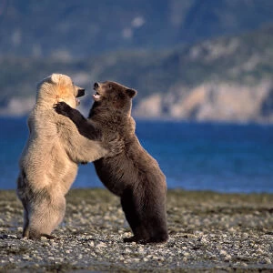 grizzly bear, Ursus horribilis, or brown bear, Ursus arctos, rare blonde (white)