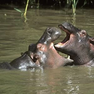 Hippopotamus, (H. amphibius), mother & young playing in water, Masai Mara Reserve, Kenya