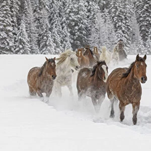 Horses running through fresh snow during roundup, Kalispell, Montana