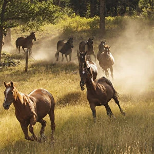 Horses running into pasture in early morning light