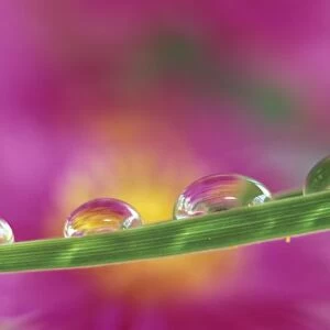 Image of asters formed in water droplets