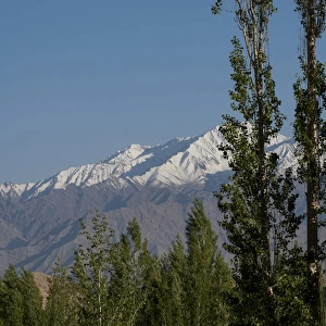 India, Ladakh, Leh, capital of Ladakh, trees in front of snow-capped mountains