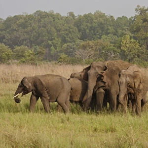 Indian / Asian Elephant, herd on the move, Corbett National Park, India