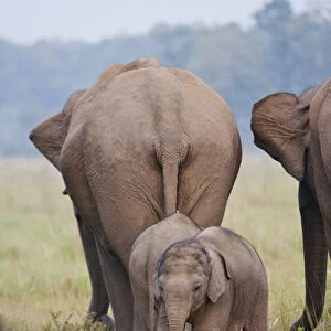 Indian / Asian Elephant, mother and calves, Corbett National Park, India