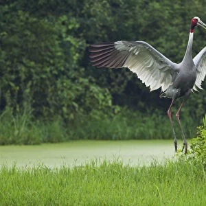 Indian Saras Crane, jumping, Keoladeo National Park, India
