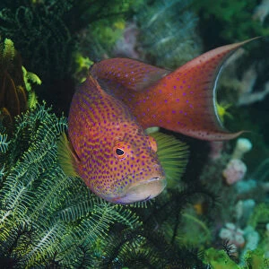 Indonesia, Bima Bay. Close-up of coral trout