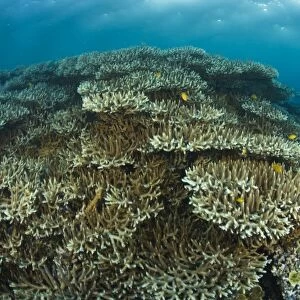 Indonesia, South Sulawesi Province, Wakatobi Archipelago Marine Preserve. Pristine Scuba Diving
