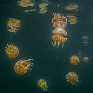 Indonesia, West Papua, Raja Ampat. Tomolol jellyfish float in lake
