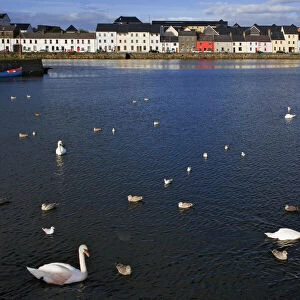 Ireland, Galway. Birds in Galway Bay. Credit as: Dennis Flaherty / Jaynes Gallery / DanitaDelimont