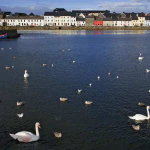 Ireland, Galway. Birds in Galway Bay. Credit as: Dennis Flaherty / Jaynes Gallery / DanitaDelimont