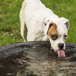 Issaquah, Washington State, USA. Nikita, a Boxer puppy drinking from a large rain-filled