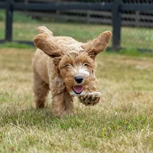 Issaquah, Washington State, USA. 3-month old Aussiedoodle puppy running in the field. (PR)