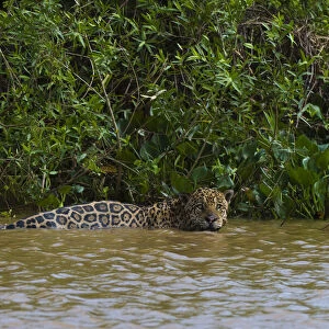 A jaguar, Panthera onca, in the river